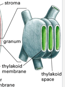 <p>one component of a chloroplast</p><p>the space inside thylakoids</p>