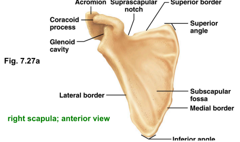<p>Also known as the shoulder blade.</p><p>They are thin, triangular, flat bones. They lie on the dorsal surface of the rib cage, between ribs 2 and 7. Each scapula has three borders.</p><p>Superior border: Shortest, sharpest border</p><p>Medial border: parallels the vertebral column.</p><p>Lateral border: Thick, lies next to the armpit and ends superiorly in glenoid cavity.</p>
