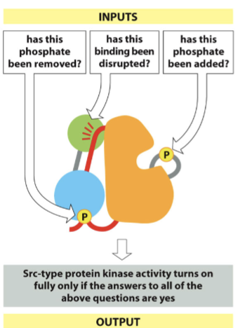 <p>Proteins can serve as _________</p><ul><li><p>Are certain residues phosphorylated?</p></li><li><p>Are certain residues unphosphorylated?</p></li><li><p>Are certain binding partners present?</p></li><li><p>Are certain binding partners absent?</p></li></ul><p></p>