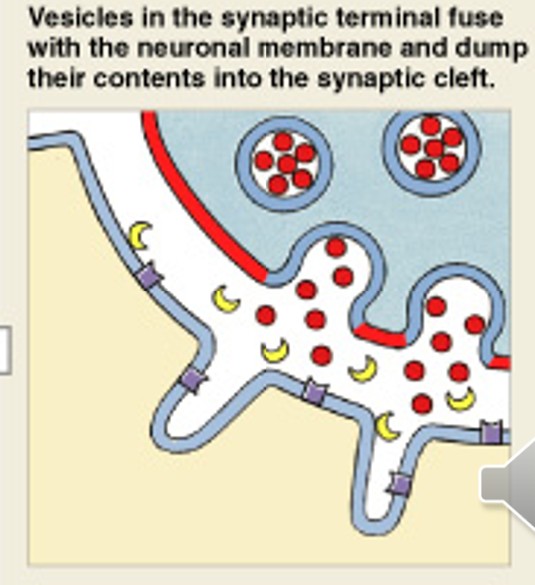 <p>Which step of muscle stimulation is:</p><ul><li><p>Release of ACh</p></li></ul><p></p>