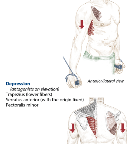 <p>Trapezius (lower fibers), serratus anterior (with the origin fixed), pectoralis minor</p>