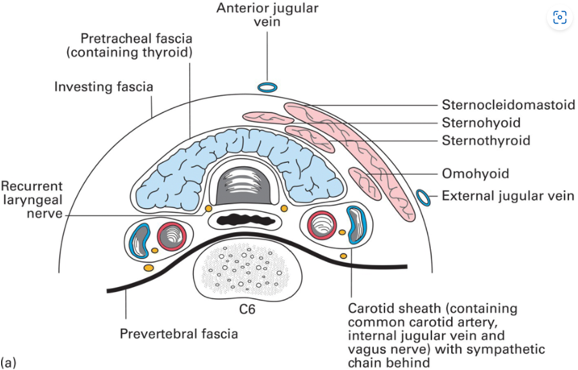 <p><mark data-color="yellow" style="background-color: yellow; color: inherit">Pretracheal fascia</mark></p>