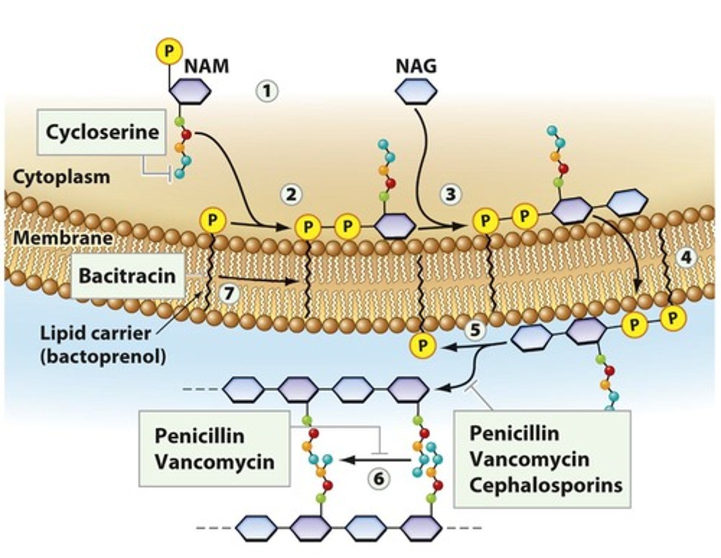 <p>Enzymes crucial for bacterial cell wall synthesis.</p>