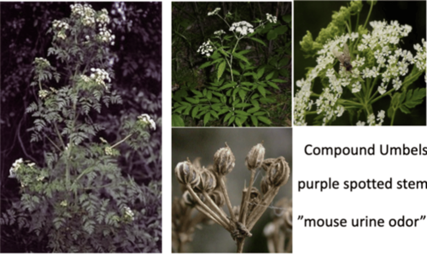 <p>what plant family? what is it? what toxin does it produce?</p>