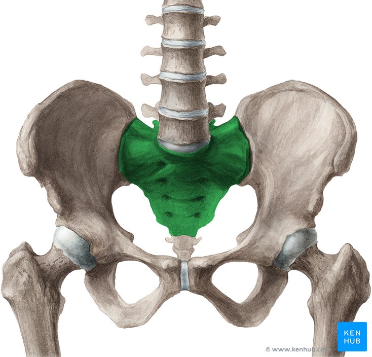<p>Os sacrum (S1–S5)</p>