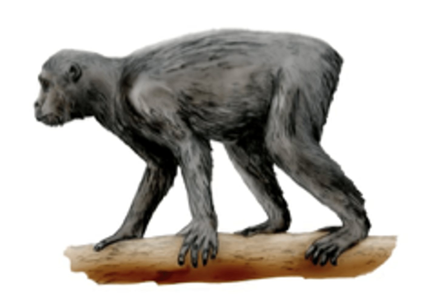 <p>- 21 to 14 mya</p><p>- Arboreal Quadraped</p><p>- Lacking Tail</p><p>- Larger Brain to Body Size</p>