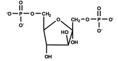 <ol><li><p>phosphofructokinase-1</p></li><li><p>favorable (-14.2 kJ/mol)</p></li><li><p>first committed step</p></li><li><p>ATP + Mg2+</p></li></ol>