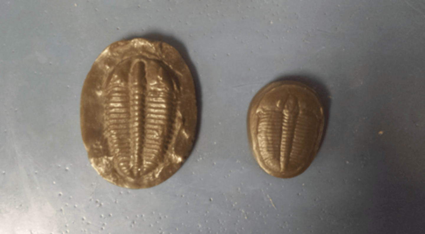 <p>What Superphylum, Phylum, and Class is this organism in?</p>