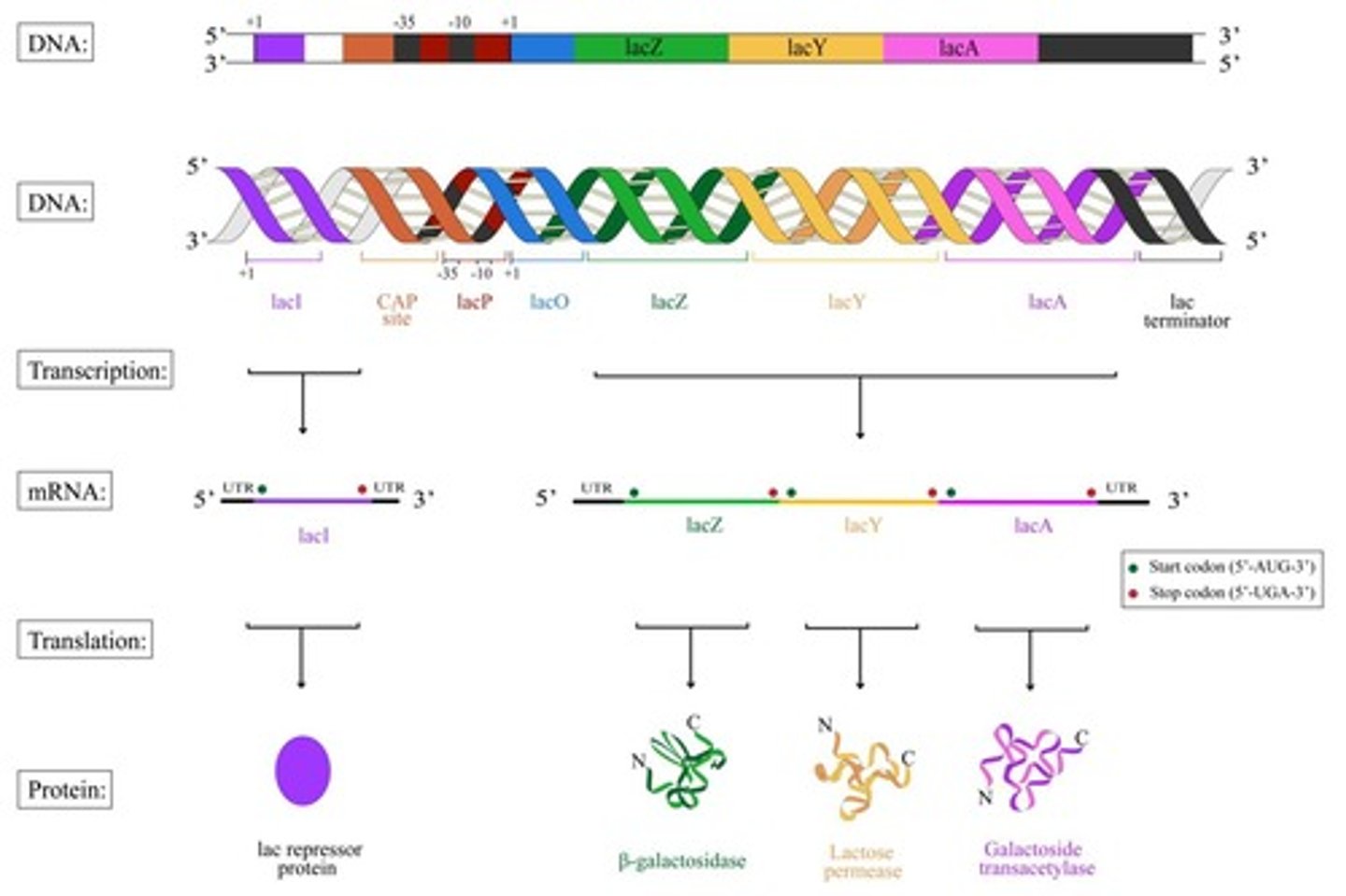 <p>A repressible operon where transcription is usually on and needs to be turned off.</p>