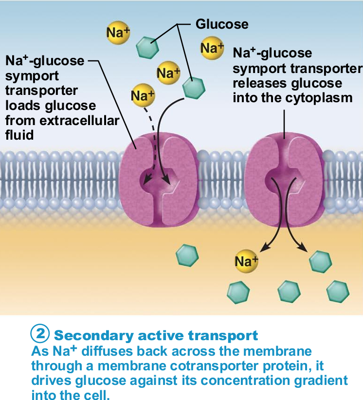 <ul><li><p>Depends on ion gradient created by primary active transport</p></li><li><p>Energy stored in ionic gradients used indirectly to drive transport of other solutes</p></li><li><p>Cotransport—always transports more than one substance at a time</p></li></ul><p></p>
