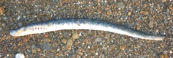 <p>Sea Lamprey; eel-like parasite with round sucking mouth and no paired fins.</p>