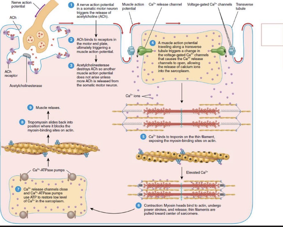 <p>Excitation and relaxation cycle</p>