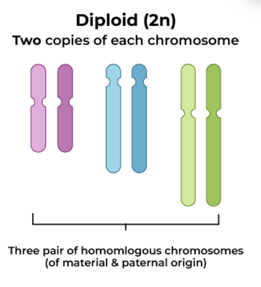 <p>2n chromosomes (each chromosome and its homologous pair)</p>