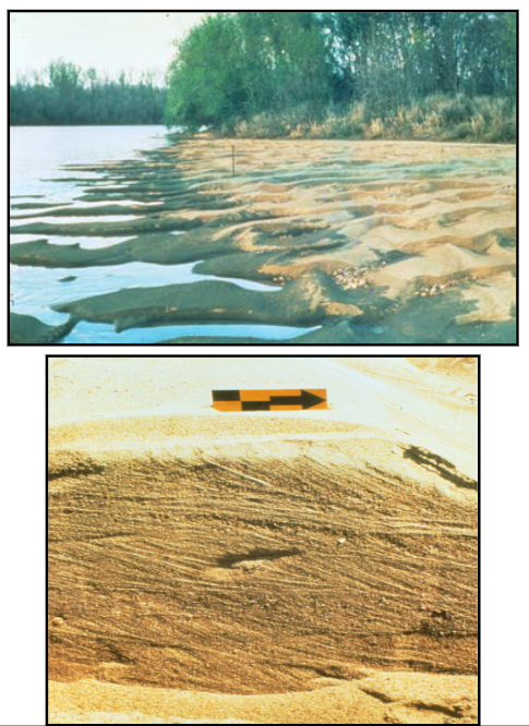<ul><li><p>larger bedforms, tens of cm to m in height and wavelength </p></li><li><p>scale to the depth of flow, flow velocity, and grain size </p></li><li><p>migration of dunes forms cross bedding </p></li><li><p>term “dune” does NOT imply formation by wind</p></li><li><p>dines can be subaerial or subaqueous</p><ul><li><p>above vs. below water </p></li></ul></li></ul>