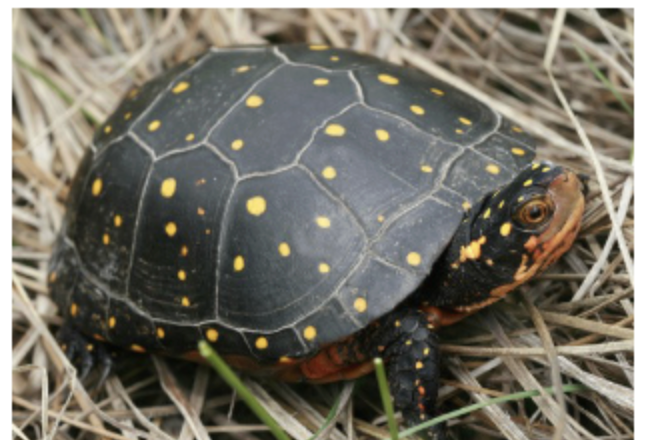 <p>spotted turtle</p>