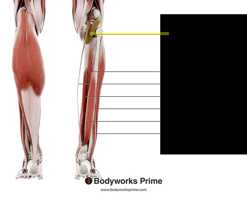 <p>What muscle is this?*****</p><p>(go back) </p>