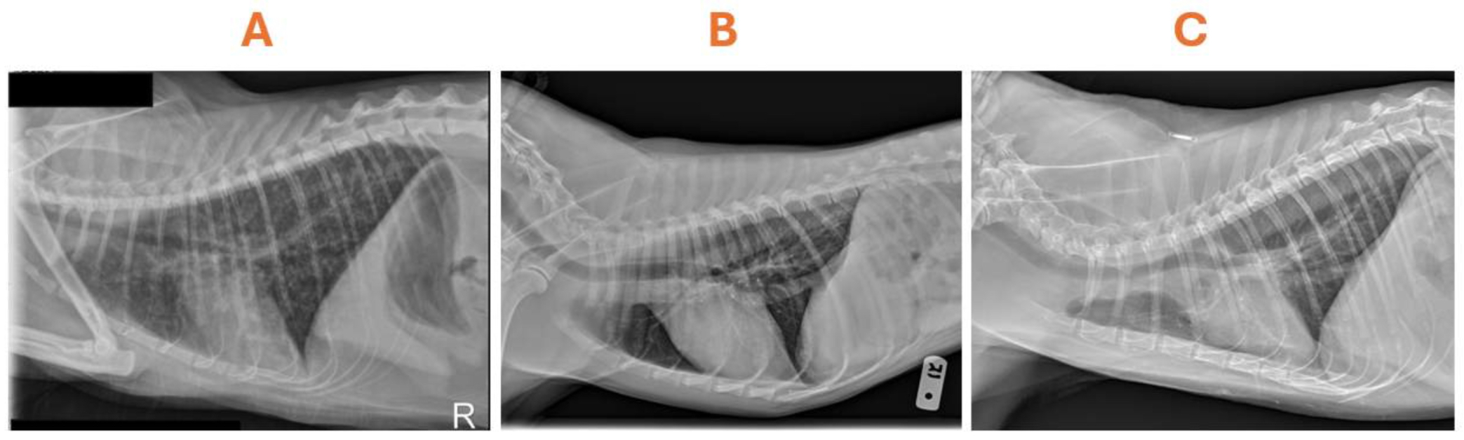 <p>These are thoracic radiographs from different patients.&nbsp;Can you spot the ideal positioning technique?</p>