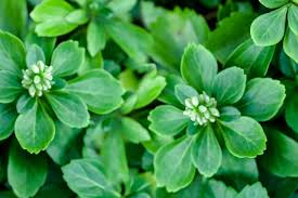 <p><span>Pachysandra terminalis / Japanese Spurge</span></p>
