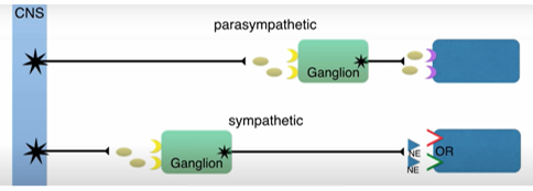 <p>Cell body in CNS</p><p>Small diameter & myelinated</p><p>Synapses at autonomic ganglia</p><p>Releases ACh (acetylcholine)</p><p>ACh acts on nicotinic receptors on post synaptic neuron</p>