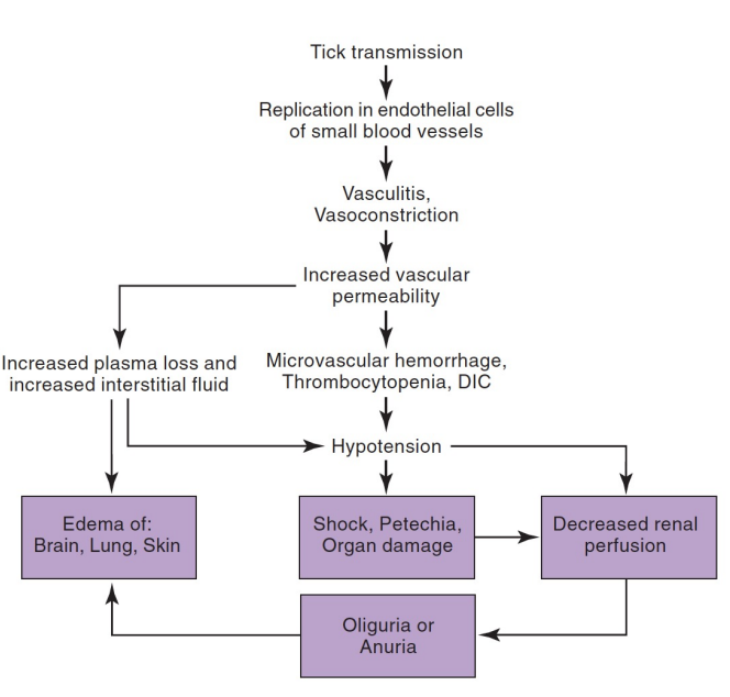 This flow chart outlines progression of disease caused by what bacteria?