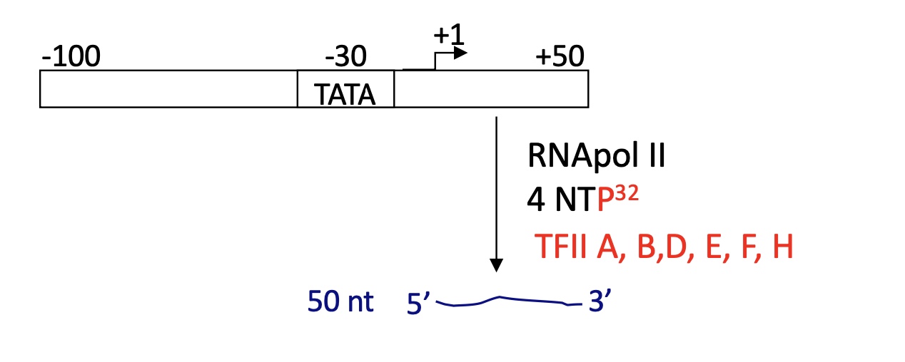 <p>that DNA fragments (TATA, TSS etc.) + RNA pol II + nuclear extracts there was minimal transcription&nbsp;</p><ul><li><p>wasn’t the case when nuclear extracts were absent&nbsp;</p></li></ul><p>proteins in the nucleus are involved in the activation of transcription = <strong>Transcription Factors&nbsp;</strong></p><p></p>