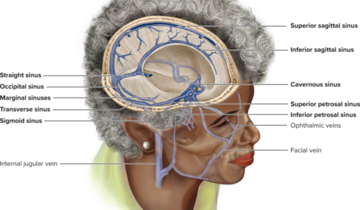 <p>Venous sinuses</p>