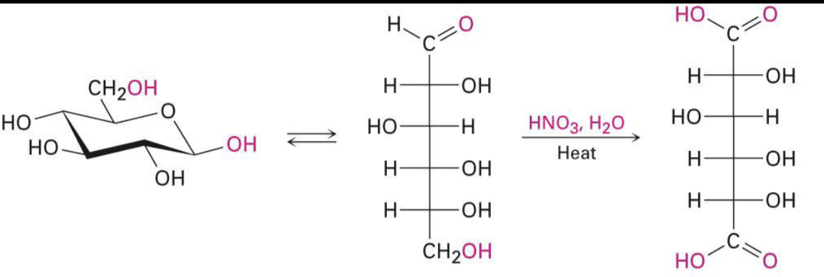 <p>dicarboxylic acids (both top and bottom as oxidized)</p>