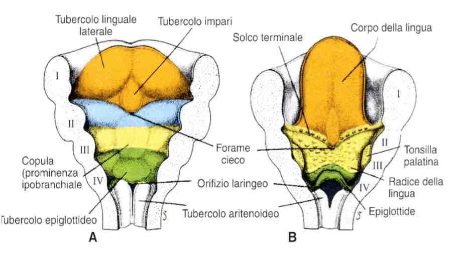 <p>Dall’ectomesenchima del primo arco faringeo i tubercoli linguali laterali (pari) e il tubercolo linguale impari. Penetreranno poi dei mioblasti formando insieme ai tubercoli linguali il corpo della lingua.</p><p>L’endoderma del secondo arco forma il forame ceco (piccolo introflessione) e prolifera formando il dotto tireoglosso.</p><p>Gli altri archi formano l’area mesobranchiale che poi si rigonfia formando l’eminenza ipobranchiale con un parte a ridosso dei tubercoli linguali che formerà la radice della lingua e una più caudale che formerà l’epiglottide.</p>