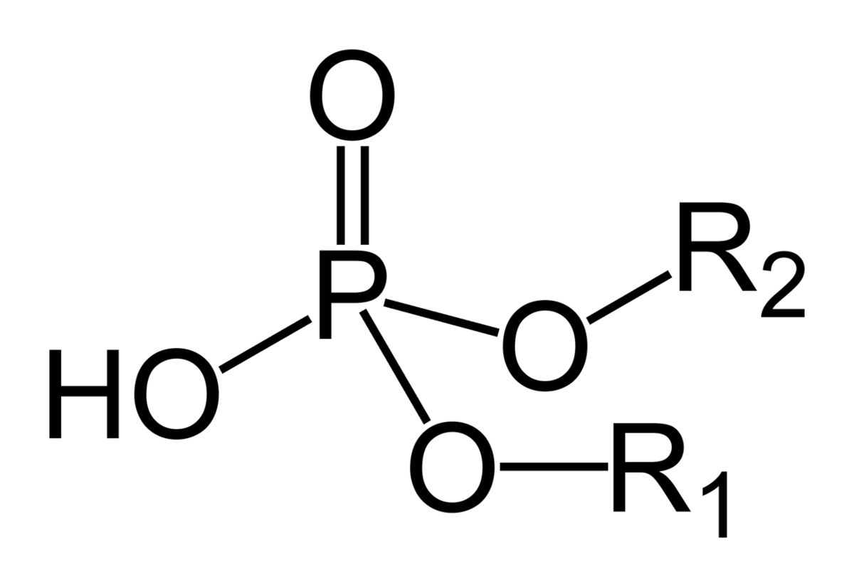binding tussen de nucleotiden in een streng (twee esters die samen komen aan een fosfaatgroep)
