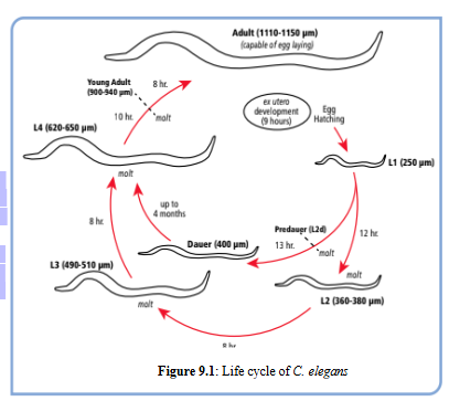<p>4 days; Juvenile worms progress through four larval stages (L1-L4) over the next two days, increasing in size with each stage. After the fourth larval molt (L4), the worms are reproductively mature, meaning that they can be used for further genetic studies. Adults will live for 2-3 weeks, over which time they gradually age and lose vigor</p>