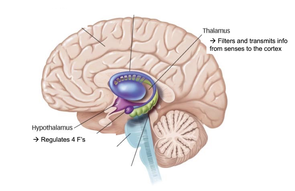 <p>controls needs like a sim → 4 F’s = fighting, fleeing, feeding, fucking (subcortical structures) ; limbic system</p>