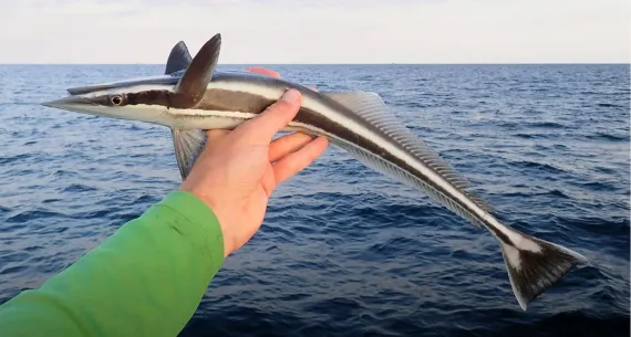 <p>thin white border on darl tail</p><p>color is variable but always has broad blackish stripe at midside</p><p>set off above and below by narrow white lines</p><p>usually 23 lamellae</p>