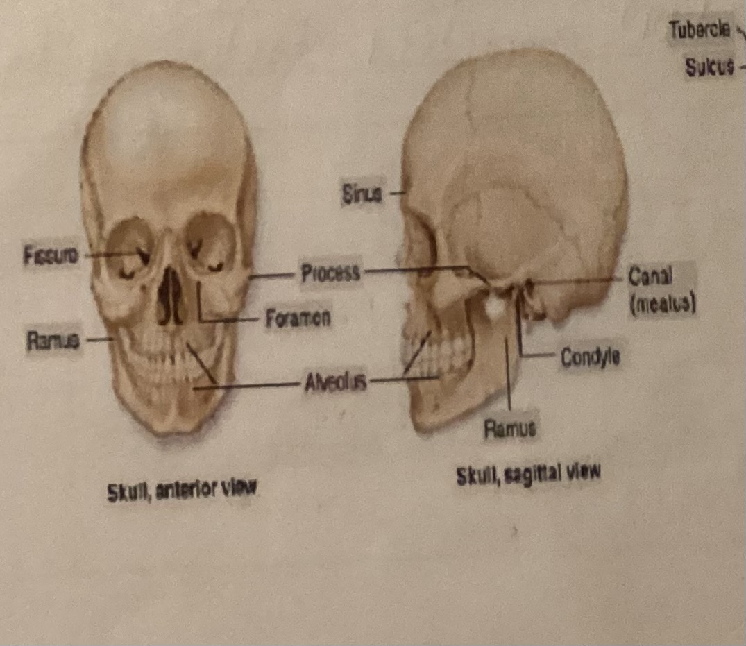 <p>What is a Sinus?</p>