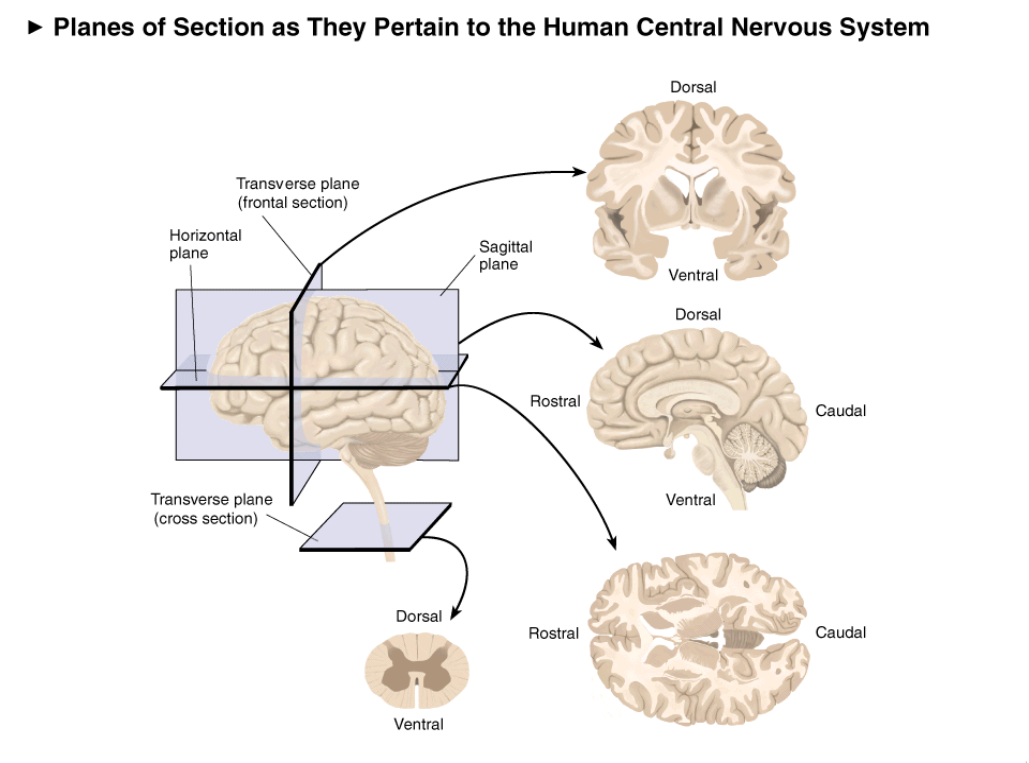 <ul><li><p>Coronial(frontal)</p></li><li><p>sagital</p></li><li><p>Horizontal (axial)</p></li></ul><p></p>