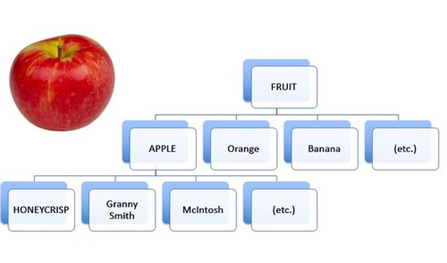 <p>The organization of categories into broader classes, indicating that older children can differentiate between various groups.</p>