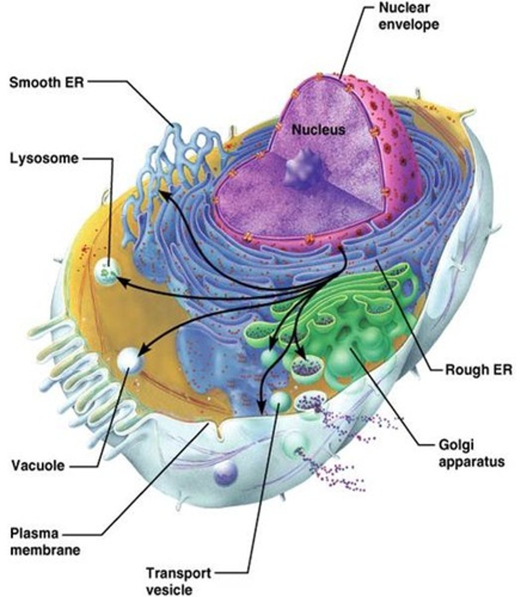 <p>includes: nuclear membrane, endoplasmic reticulum, Golgi apparatus, lysosomes, vesicles, endosomes, and cell membrane</p><p>Structure: picture</p>