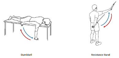 <p>These 2 isotonic exercises are called what?</p>