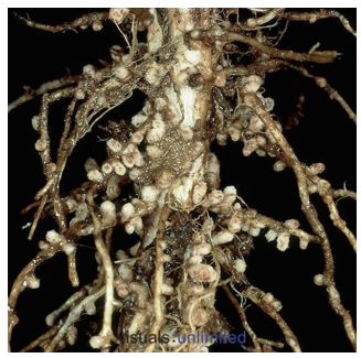 <p><span>This is a fragment of the root of a plant from the legume family (Fabaceae). What are the structures on the root?</span></p><p><br><span>a. Nodules with rhizobia</span></p><p style="text-align: left;"><span>b. Nodules with&nbsp; mychorrhiza</span></p><p style="text-align: left;"><span>c. Just some warts</span></p><p style="text-align: left;"><span>d. Nodules with nematodes</span></p><p style="text-align: left;"><span>e. Little potatoes</span></p>