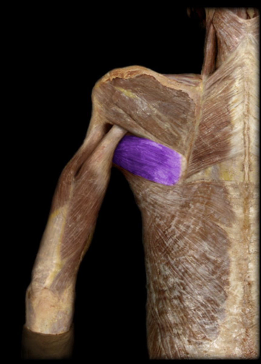 <p>action: extends the arm and medially rotates the humerus.</p>