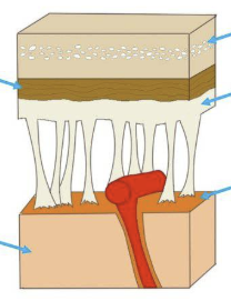 <p>What is the dark brown part?</p>