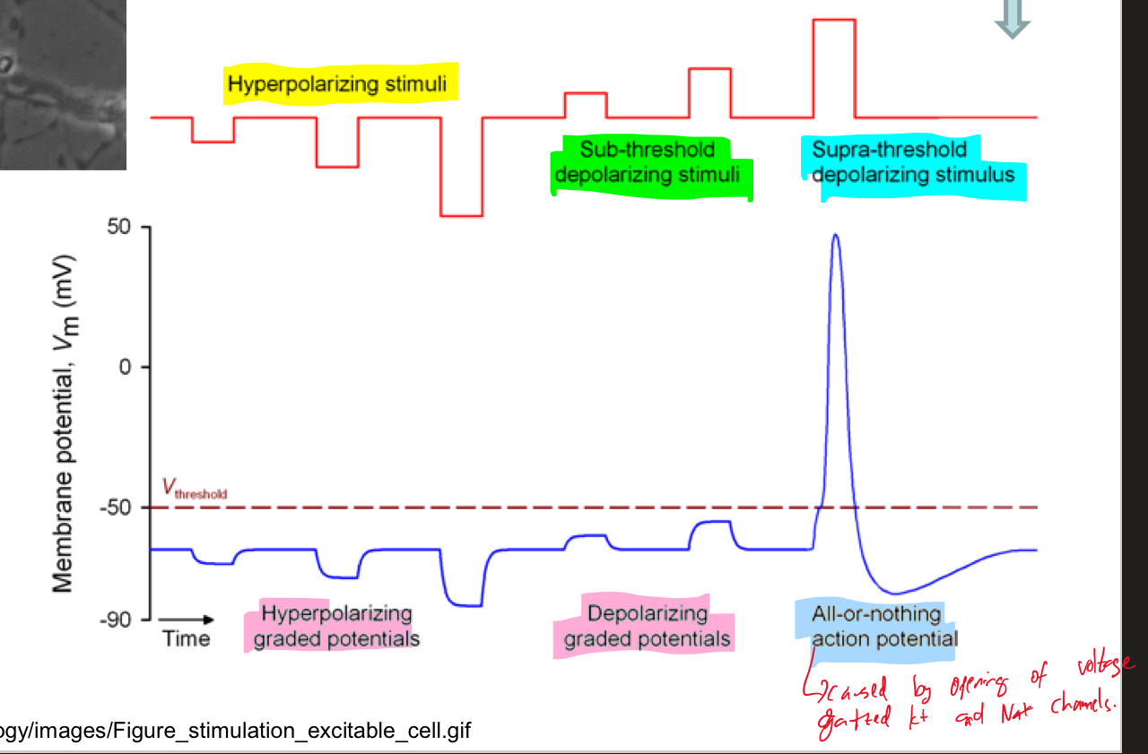 <p>Be able to explain this diagram and the various stimuli </p>