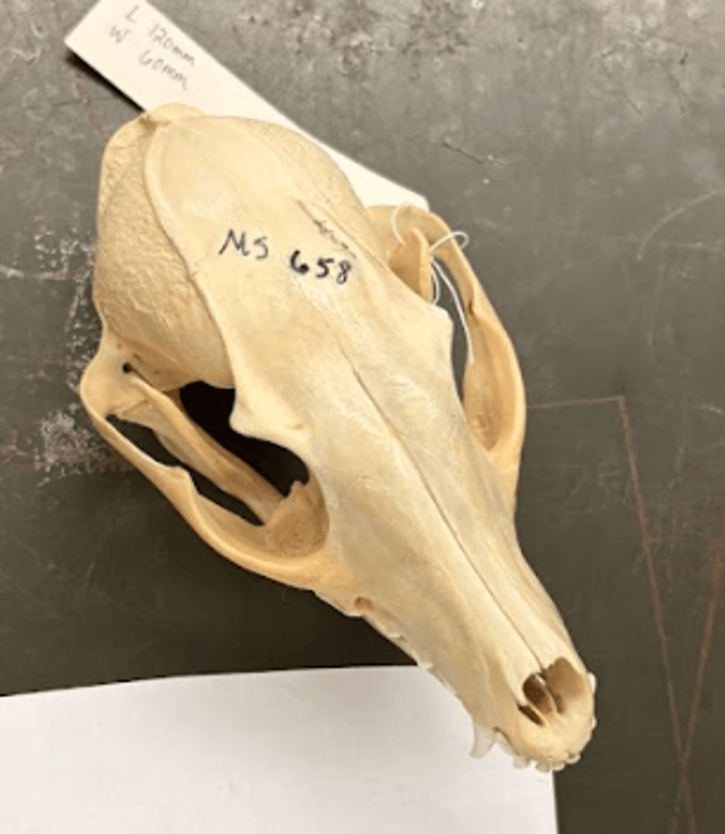 <p>What is this specimen?</p>