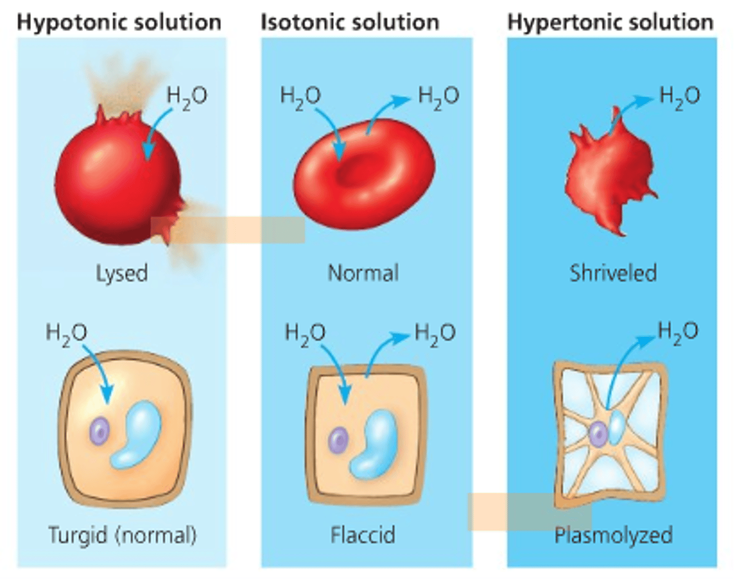 <p>(B) outside, inside</p><p>Osmosis would entail water moving from the outside of a cell to the inside of a cell when the cell is Hypertonic and the semipermeable membrane is impermeable to the solute.</p>