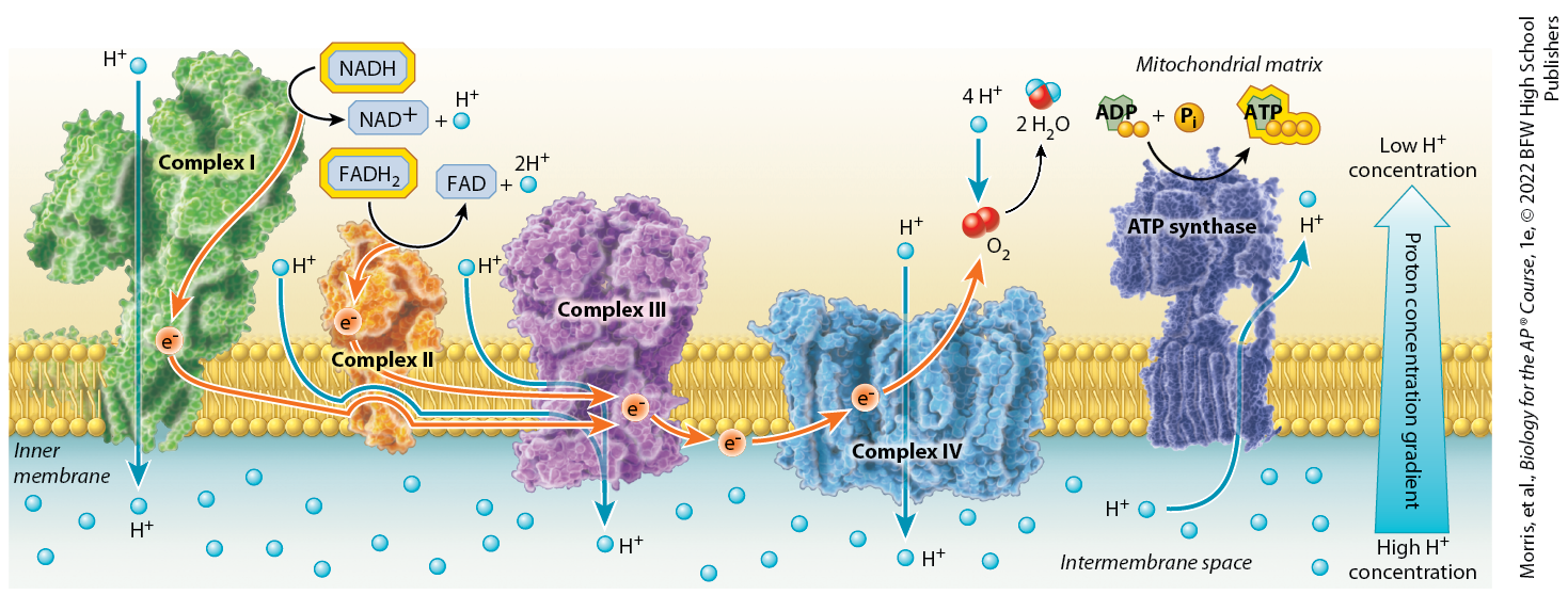 <p>The respiratory electron transport chain consists of four complexes (I to IV) in the inner mitochondrial membrane. Electrons flow from electron carriers to oxygen, the final electron acceptor. The proton gradient formed from the electron transport chain has potential energy that is used to synthesize ATP</p>