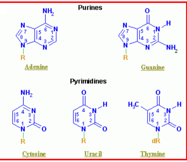 <p>for deoxyribose, the second carbon has an -H instead of an OH (de-oxy)</p>
