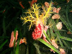 <p>funcion de arboles respiratorios</p>