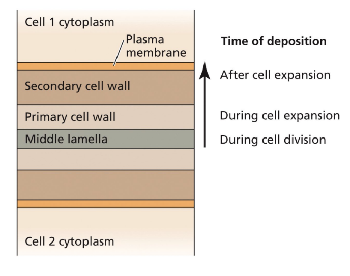 <ul><li><p>The<strong> innermost layer is lignin-rich</strong> which is thicker and stronger than primary CW</p></li><li><p>Deposited on the inner surface of primary cell walls <strong><u>after cell enlargement.</u></strong></p></li></ul><p class=""><strong>Function</strong>:</p><ul><li><p class="">Provides <strong>extra strength and support</strong>, especially in <strong>wood and xylem cells</strong></p></li><li><p class="">Makes cells more <strong>waterproof and durable</strong></p></li></ul><p class=""><span data-name="check_mark_button" data-type="emoji">✅</span> <strong>Mnemonic</strong>: <em>"Secondary = Stronger and Stiffer"</em></p>