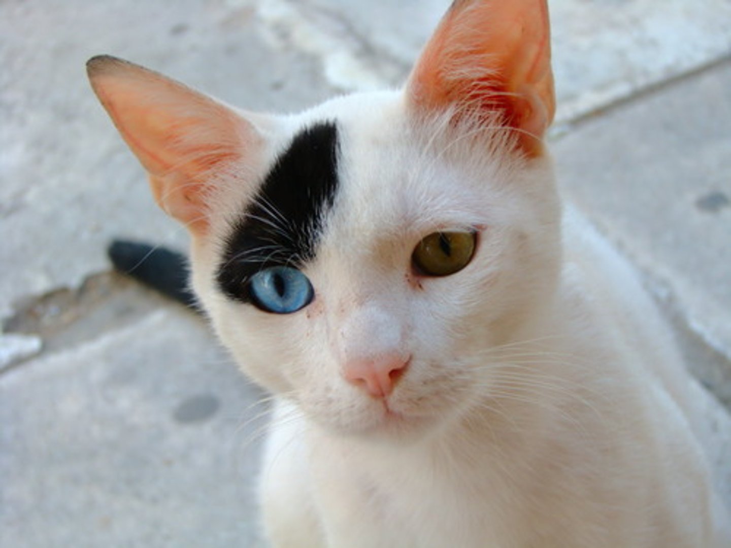 <p>the cat</p>