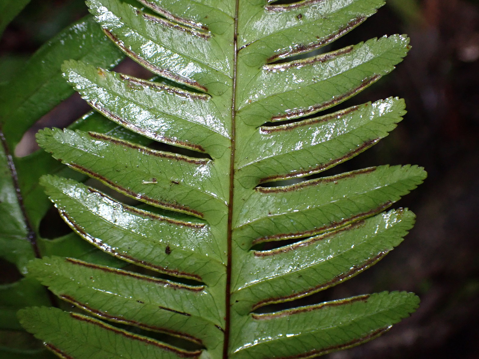 <p>What are the identifying features of the Pteridaceae family?</p>