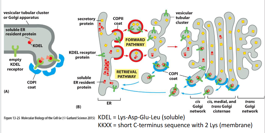 <p><strong>Definition:</strong> Proteins resident in the ER are retained or retrieved using C-terminal signals:</p><ul><li><p><strong>Soluble proteins</strong> carry a KDEL sequence, which binds to the KDEL receptor in the Golgi and triggers retrograde transport via COPI-coated vesicles.</p></li><li><p><strong>Membrane proteins</strong> use cytosolic signals that directly interact with the COPI coat.</p></li><li><p><strong>Binding is pH-dependent</strong> — acidic Golgi pH promotes receptor binding; neutral ER pH triggers release.</p></li></ul><p></p>